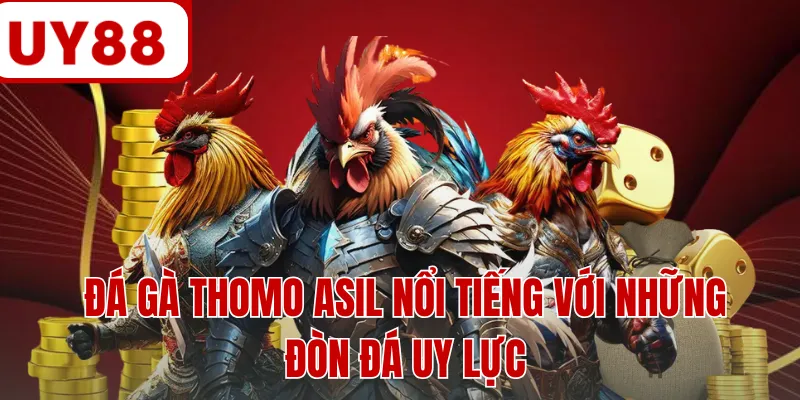 Đá gà Thomo Asil nổi tiếng với những đòn đá uy lực Đá gà Thomo Asil nổi tiếng với những đòn đá uy lực